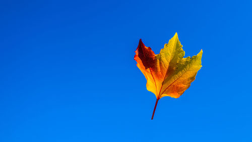 Close-up of maple leaf against blue sky