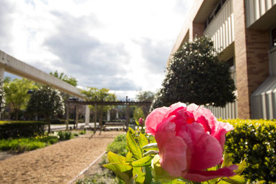 Pink flowers blooming in park