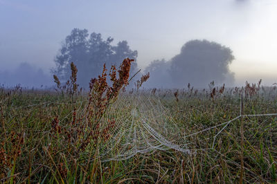 Plants growing on land against sky