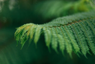 Close-up of leaf on tree