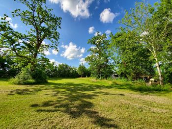 Trees on field against sky