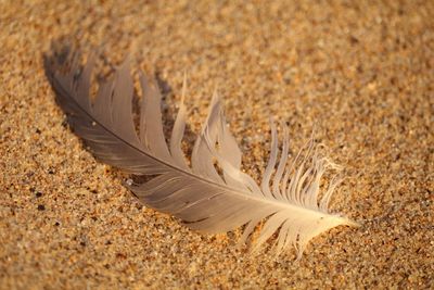 Close-up of feather on sand