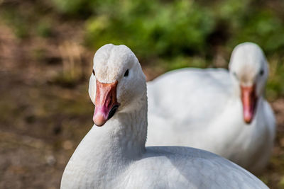 Close-up of ducks perching outdoors