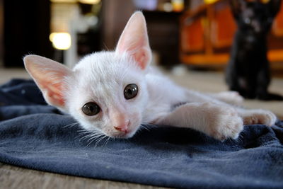 Close-up portrait of a cat