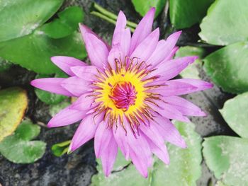 Close-up of pink flower