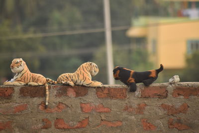 Cats on wall