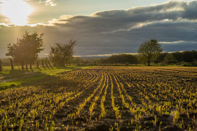 Strollers on a dirt road along a harvested field in the back light of the sun.