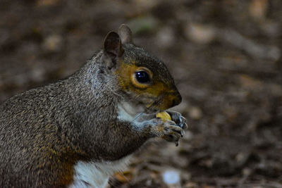 Close-up of squirrel eating food