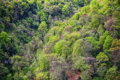 Pine trees in forest