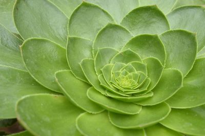 Close-up of green plant