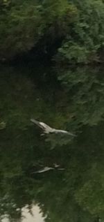 Bird flying over lake