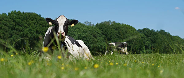 View of sheep on field