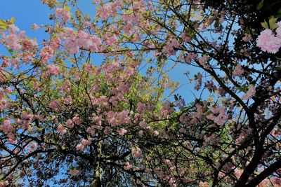 Low angle view of cherry blossoms against sky