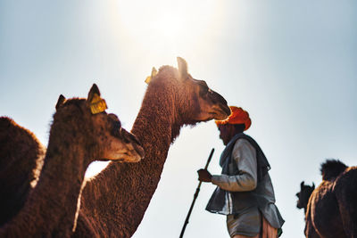 Low angle view of camel and man against sunny sky