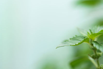 Close-up of leaves against blurred background