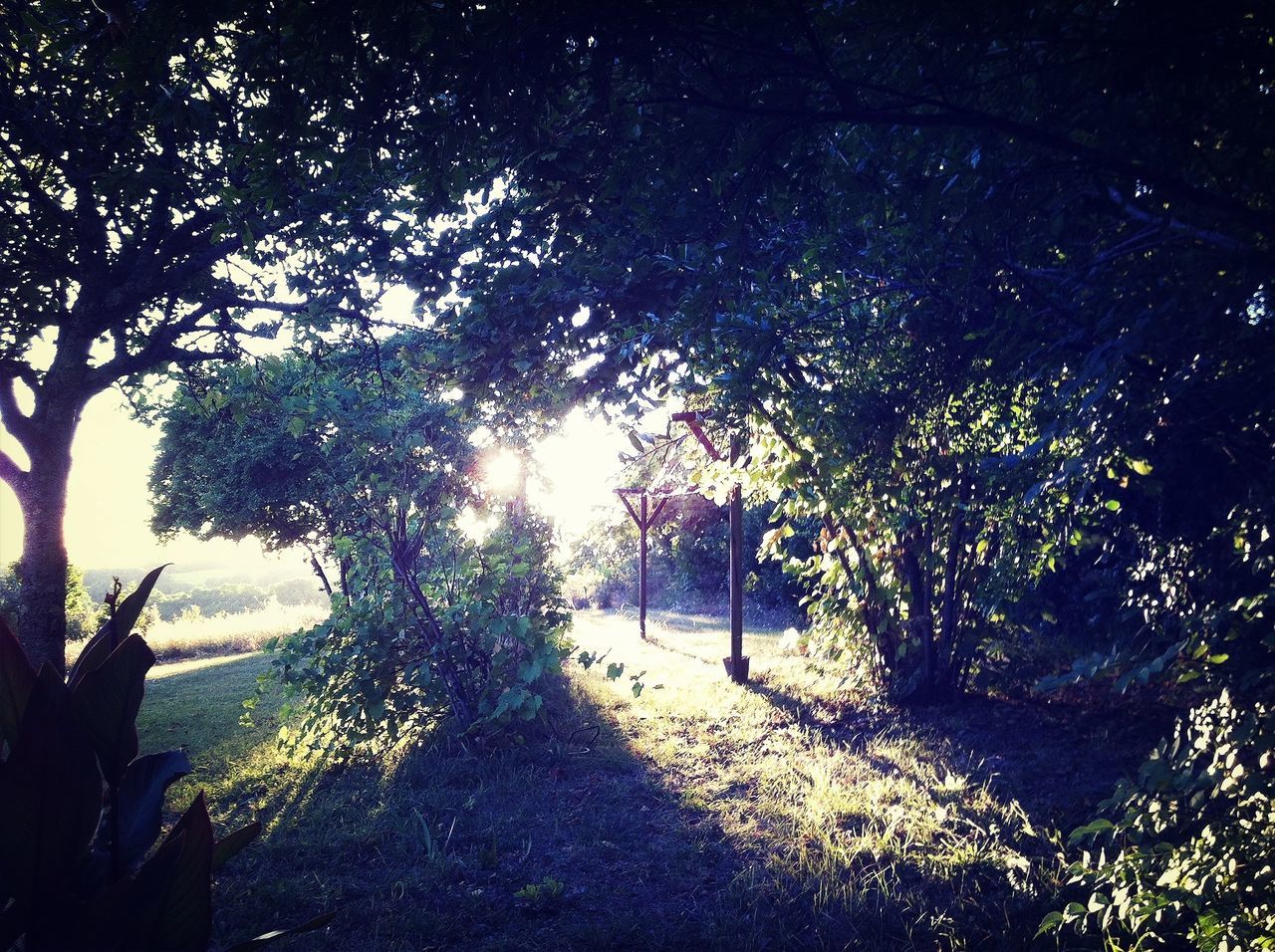 tree, tranquility, sunlight, growth, branch, nature, tranquil scene, beauty in nature, sun, silhouette, shadow, scenics, sky, sunbeam, low angle view, outdoors, lens flare, idyllic, tree trunk, forest