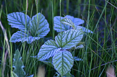 Close-up of purple flowering plant on field