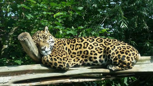 Tiger resting in a zoo