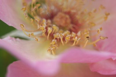 Macro shot of flower