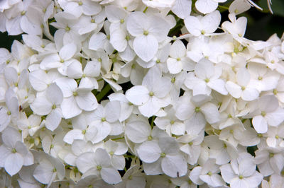 Full frame shot of white flowering plants