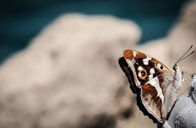 Close-up of butterfly on rock