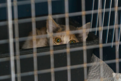 Portrait of cat in cage