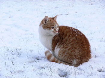Cat sitting on snow covered field