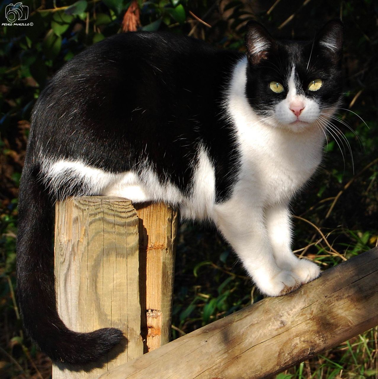 one animal, domestic cat, animal themes, domestic animals, pets, mammal, feline, cat, looking at camera, portrait, wood - material, no people, day, whisker, outdoors, close-up