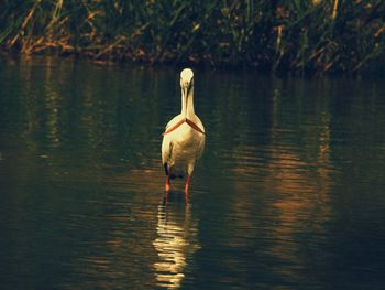 Birds in calm water