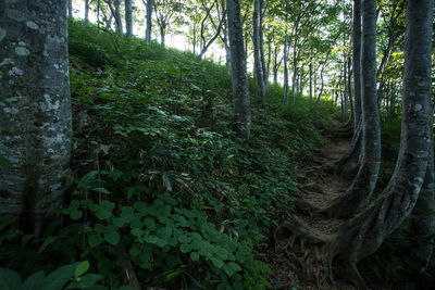 Trees and plants in forest