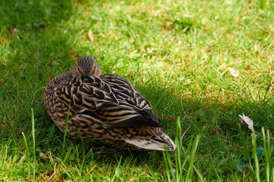 High angle view of a bird on field