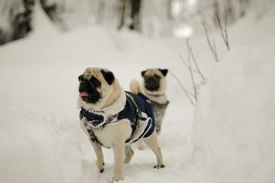 Dogs on snow