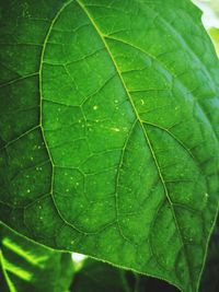 Close-up of raindrops on green leaves