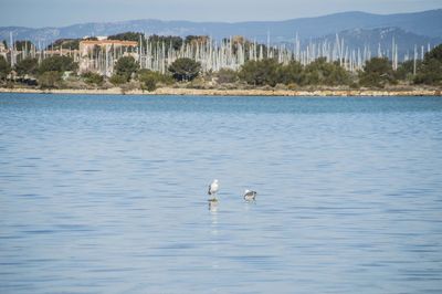 Birds swimming in lake