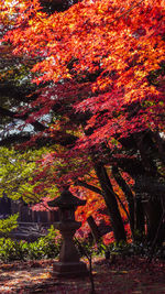 Trees in park during autumn