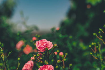 Close-up of pink rose