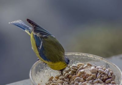 Close-up of bird eating food