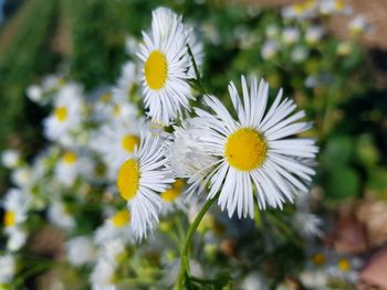 Close-up of white daisy