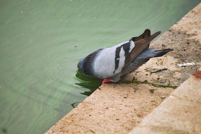 High angle view of bird on lake