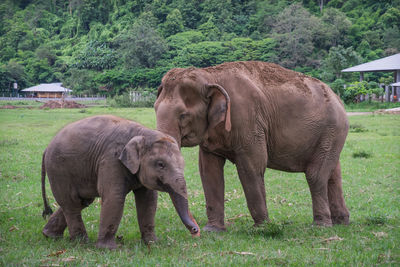 Elephants on grassy landscape