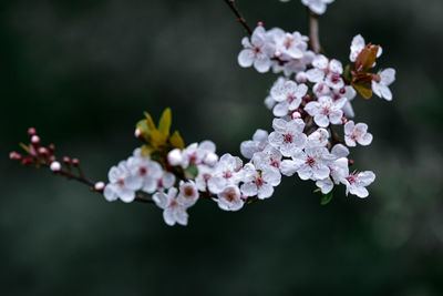 Close-up of cherry blossom