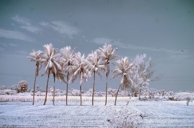 Infrared image of palm trees on field against sky