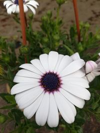 Close-up of white flower blooming outdoors