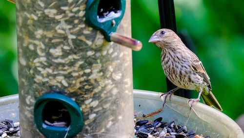 Close-up of bird perching on tree trunk