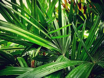 Full frame shot of palm tree