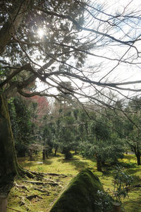 Trees in forest against sky