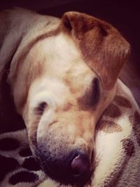 Close-up of dog sleeping