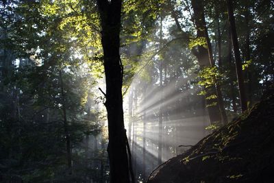 Sunlight streaming through trees