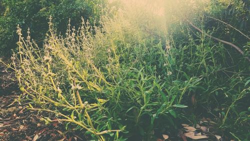 Close-up of grass against trees