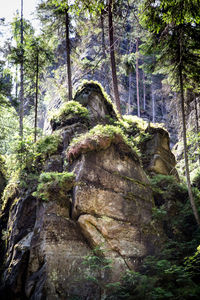 Low angle view of rocks in forest